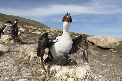 Imperial Shag - Phalacrocorax atriceps