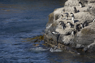 Southern Rockhopper Penguin - Eudyptes chrysocome