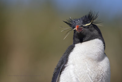 Southern Rockhopper Penguin - Eudyptes chrysocome