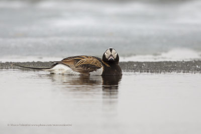 Long-tailed duck - Clangula hyemalis