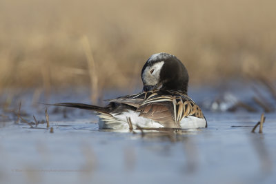 Long-tailed duck - Clangula hyemalis