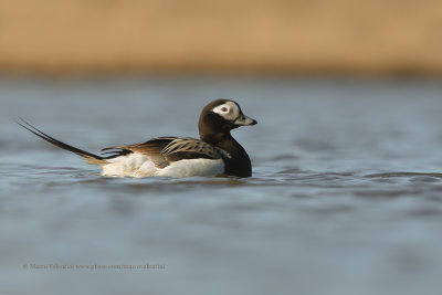 Long-tailed duck - Clangula hyemalis