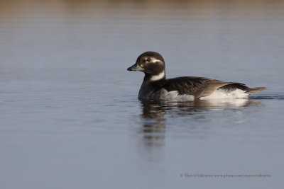 Long-tailed duck - Clangula hyemalis