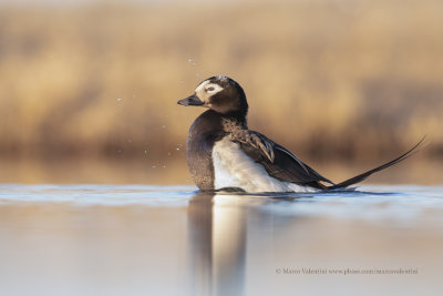 Long-tailed duck - Clangula hyemalis