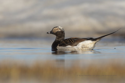 Long-tailed duck - Clangula hyemalis