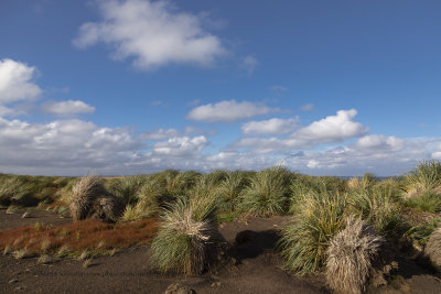 Tall grass in Bleaker