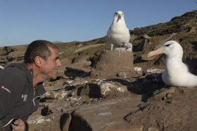 Black-browed albatross nesting colony