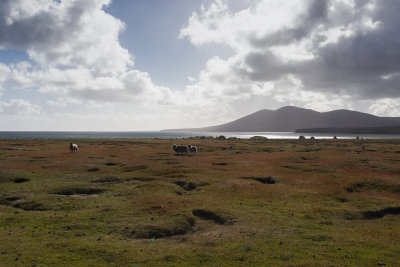 Saunders island landscape