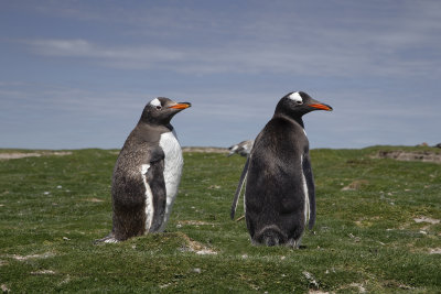 Gentoo Penguin - Pygoscelis papua