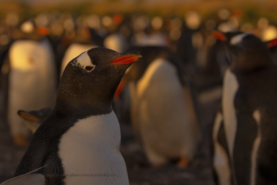 Gentoo Penguin - Pygoscelis papua