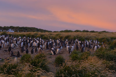 Gentoo Penguin - Pygoscelis papua