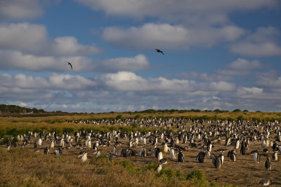 Gentoo Penguin - Pygoscelis papua