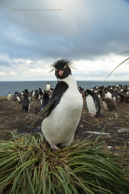 Southern Rockhopper Penguin - Eudyptes chrysocome