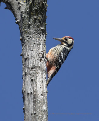 White-backed Woodpecker - Dendrocopus leucotus