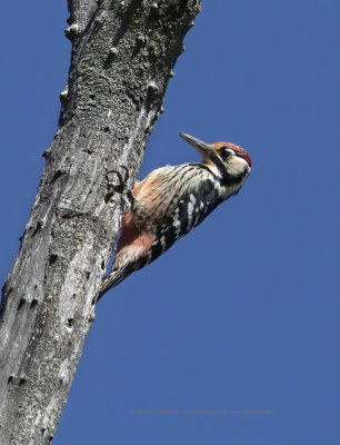 White-backed Woodpecker - Dendrocopus leucotus