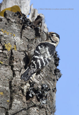 Little spotted woodpecker - Dendrocopus minor