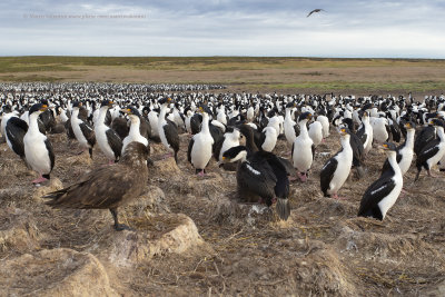 Imperial Shag - Phalacrocorax atriceps