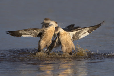 Crested Duck - Lophonetta specularioides