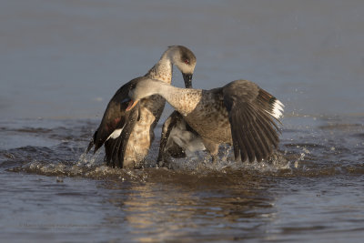 Crested Duck - Lophonetta specularioides