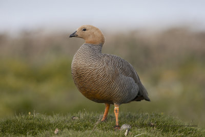 Ruddy-headed Goose - Chloephaga rubidiceps