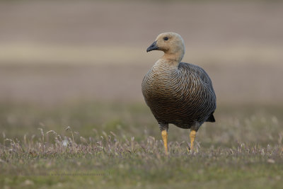 Upland goose - Chloephaga picta