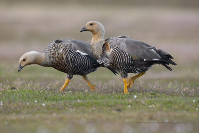 Upland goose - Chloephaga picta