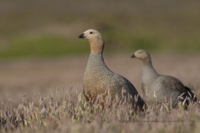 Ruddy-headed Goose - Chloephaga rubidiceps