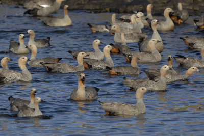 Ruddy-headed Goose - Chloephaga rubidiceps