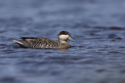 Silvery Teal - Anas versicolor