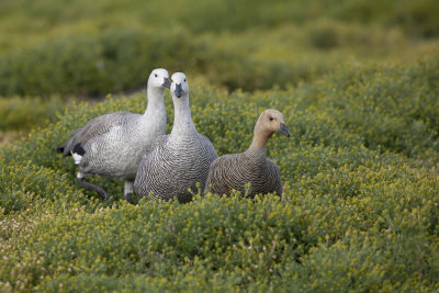 Upland Goose - Chloephaga picta