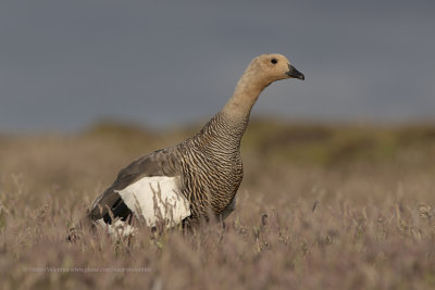 Upland Goose - Chloephaga picta