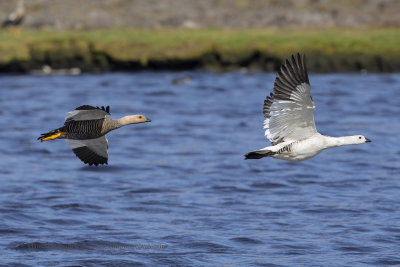 Upland Goose - Chloephaga picta