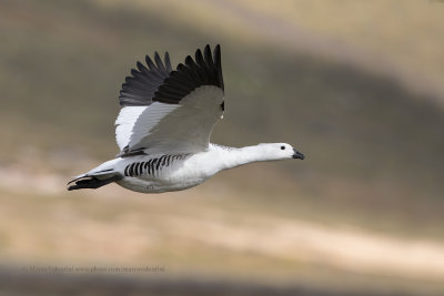 Upland Goose - Chloephaga picta