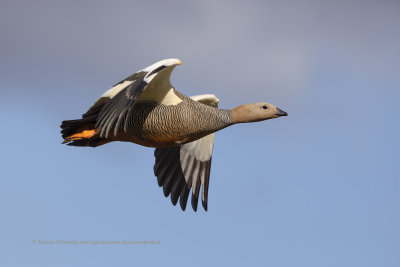 Upland Goose - Chloephaga picta