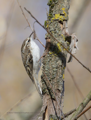 Eurasian treecreeper - Certhia familiaris