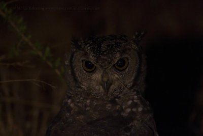 Spotted Eagle-owl - Bubo africanus