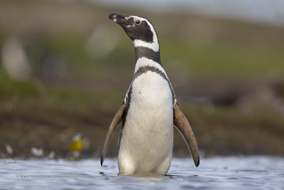 Magellanic Penguin- Spheniscus magellanicus