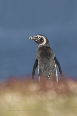 Magellanic Penguin- Spheniscus magellanicus