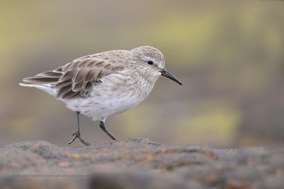 White-rumped sandpiper - Calidris fuscicollis