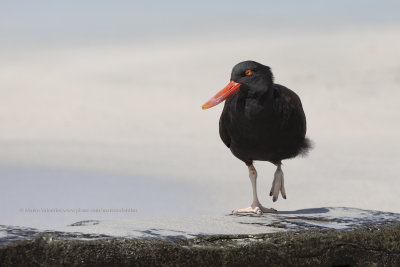 Blackish Oystercatcher - Haematopus ater