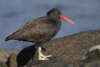 Blackish Oystercatcher - Haematopus ater