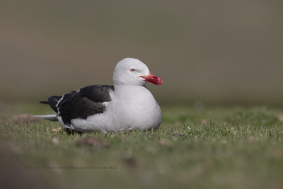 Dolphin Gull - Leucophaeus scoresbii