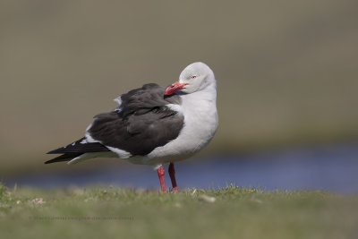 Dolphin Gull - Leucophaeus scoresbii