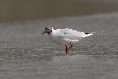 Brown-hooded Gull - Larus maculipennis