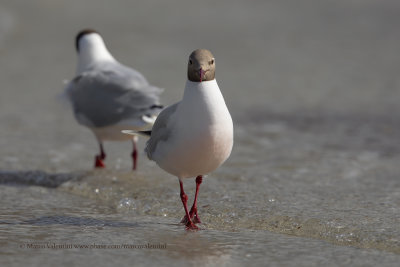 Brown-hooded Gull - Larus maculipennis