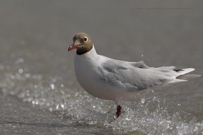 Brown-hooded Gull - Larus maculipennis