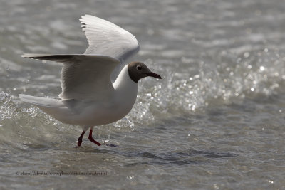 Brown-hooded Gull - Larus maculipennis