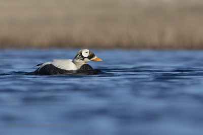 Spectacled eider - Somateria fisheri