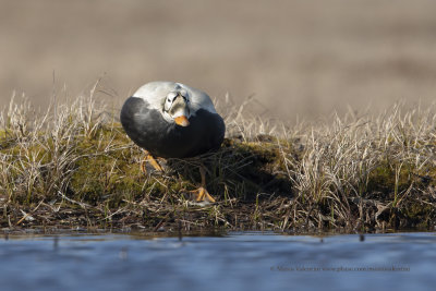 Spectacled eider - Somateria fisheri