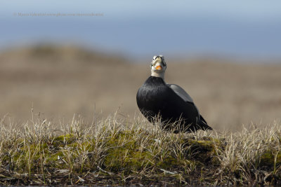 Spectacled eider - Somateria fisheri